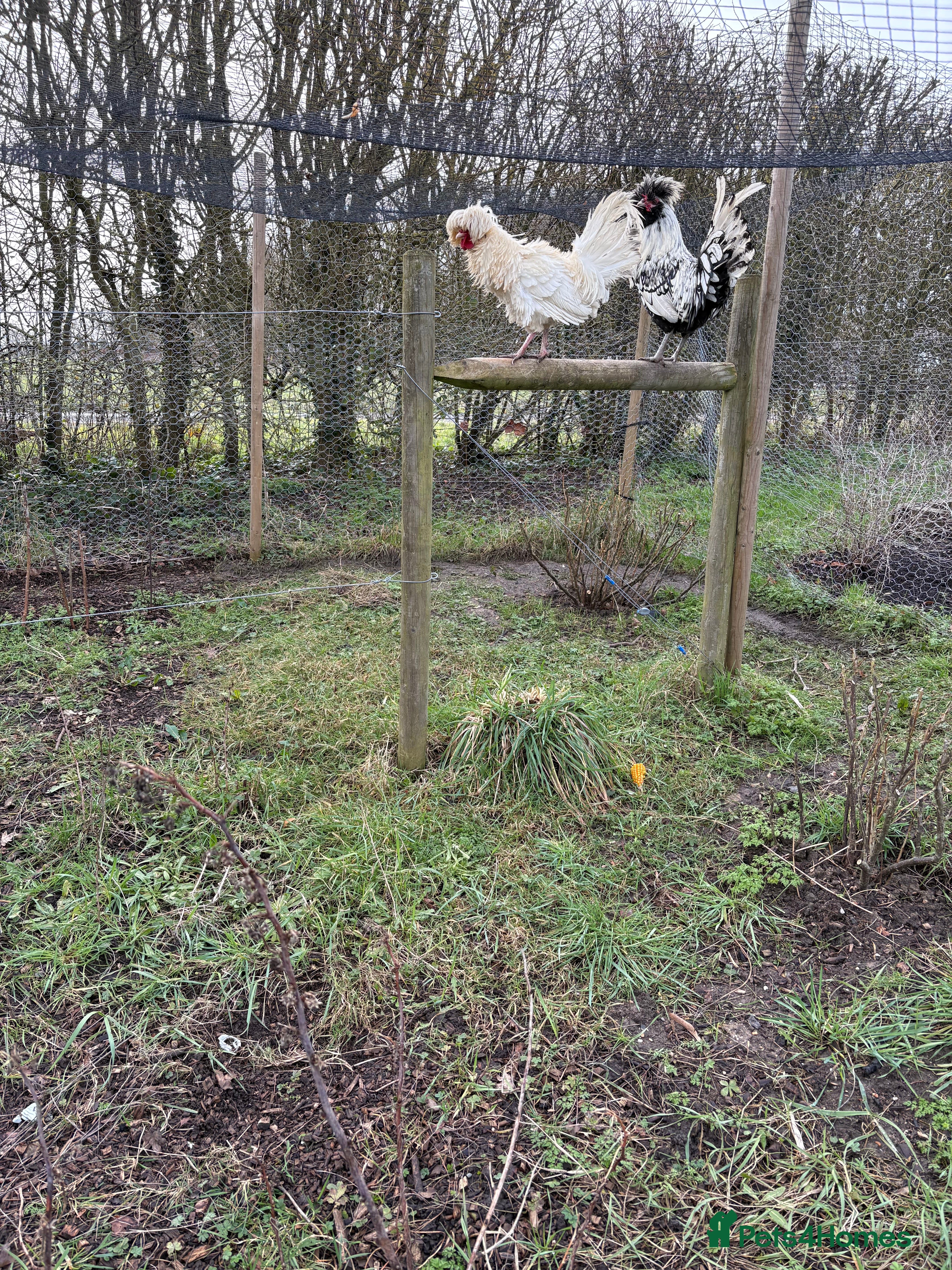 Chickens poultry Polish cockerels  in Newmarket - Advert 1