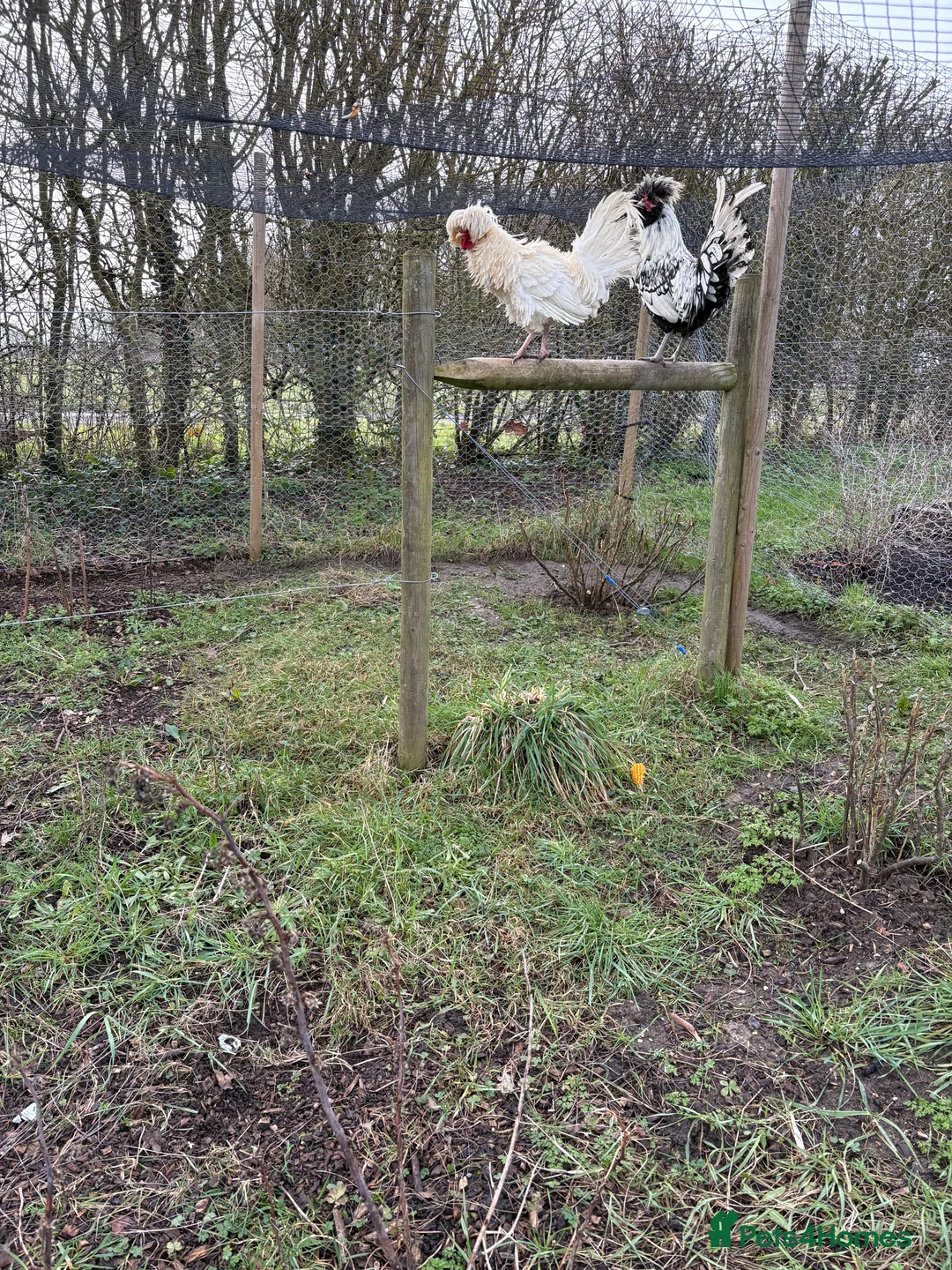 Chickens poultry for sale: Polish cockerels  in Newmarket - Advert 1