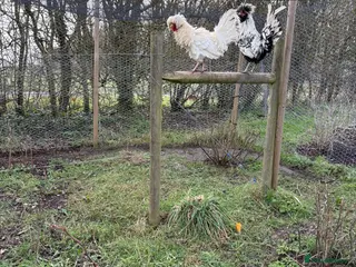 Chickens poultry Polish cockerels in Newmarket - Advert 1