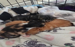 Mixed Breed cats for sale: Beautiful kittens - Image 31