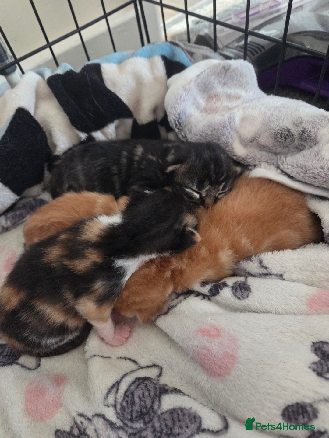 Mixed Breed cats for sale: Beautiful kittens - Image 31