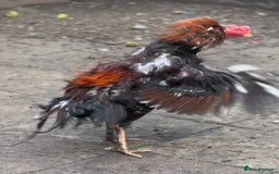 Chickens poultry for sale: Rampuri x Sindhi Aseel  - Image 3