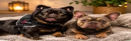 French Bulldog dogs for sale: Stunning French Bulldog puppies  - Advert 1