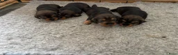 Dachshund dogs for sale: Standard Wired Haired Daschund/ Teckle  - Advert 8