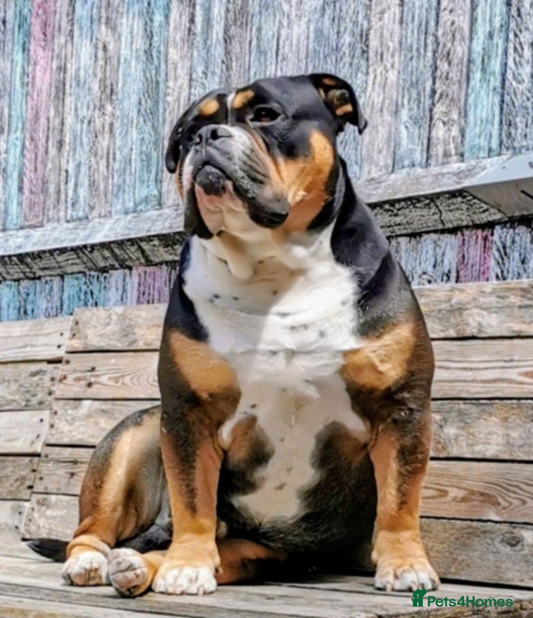 Olde English Bulldogge dogs for sale: Olde Tyme bulldogs puppies  - Image 6