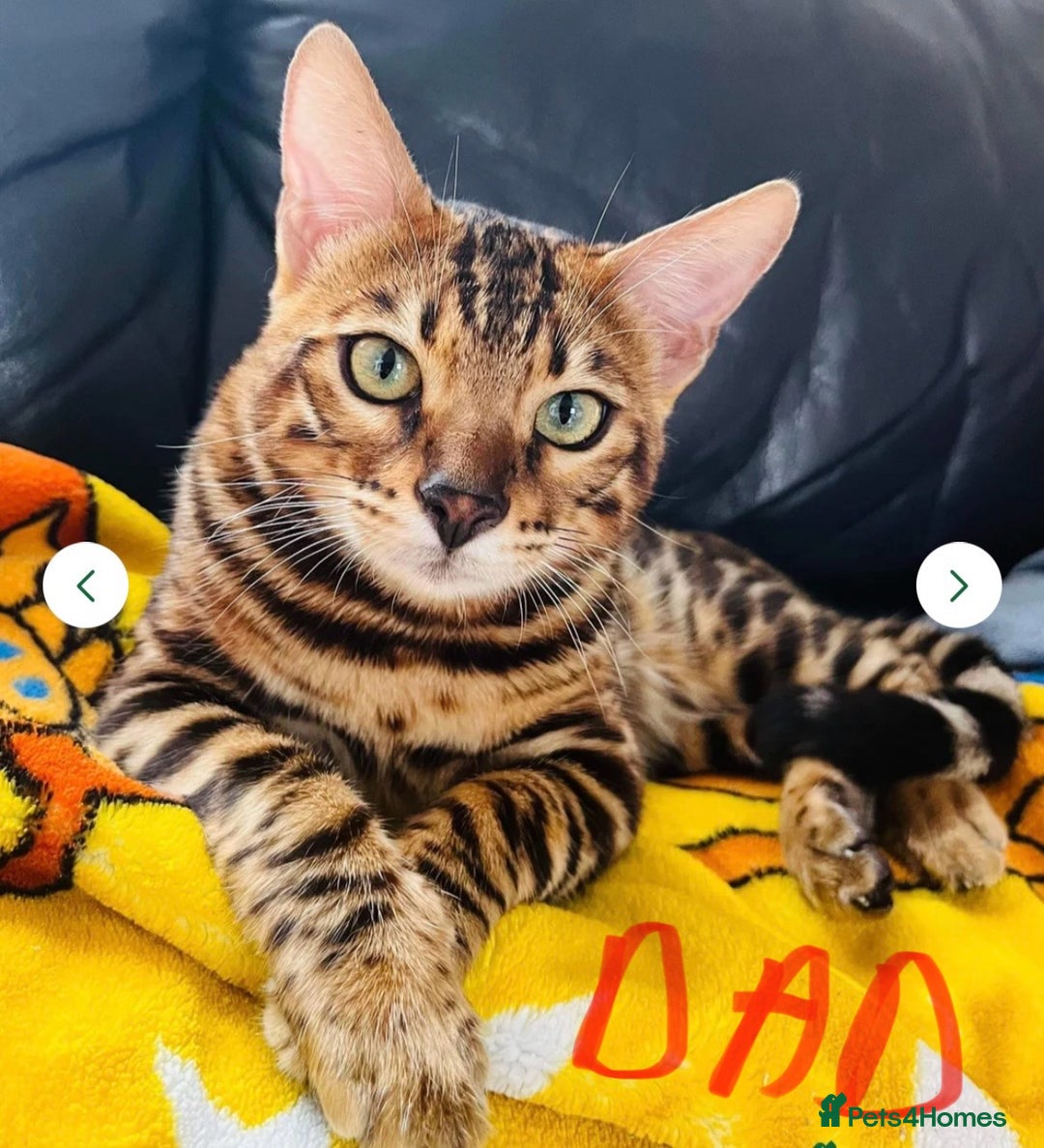 Bengal cats for sale: Beautiful bengal kittens for sale, 2boys available - Advert 6
