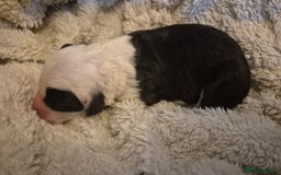 Mixed Breed dogs for sale: OES/ Golden Oldie Cross - Image 1
