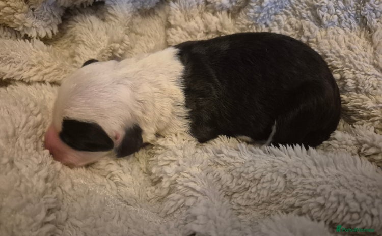 Mixed Breed dogs - Advert 13