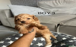 Cockapoo dogs for sale: Beautiful litter of tiny chunky Cockapoo puppies  - Image 15