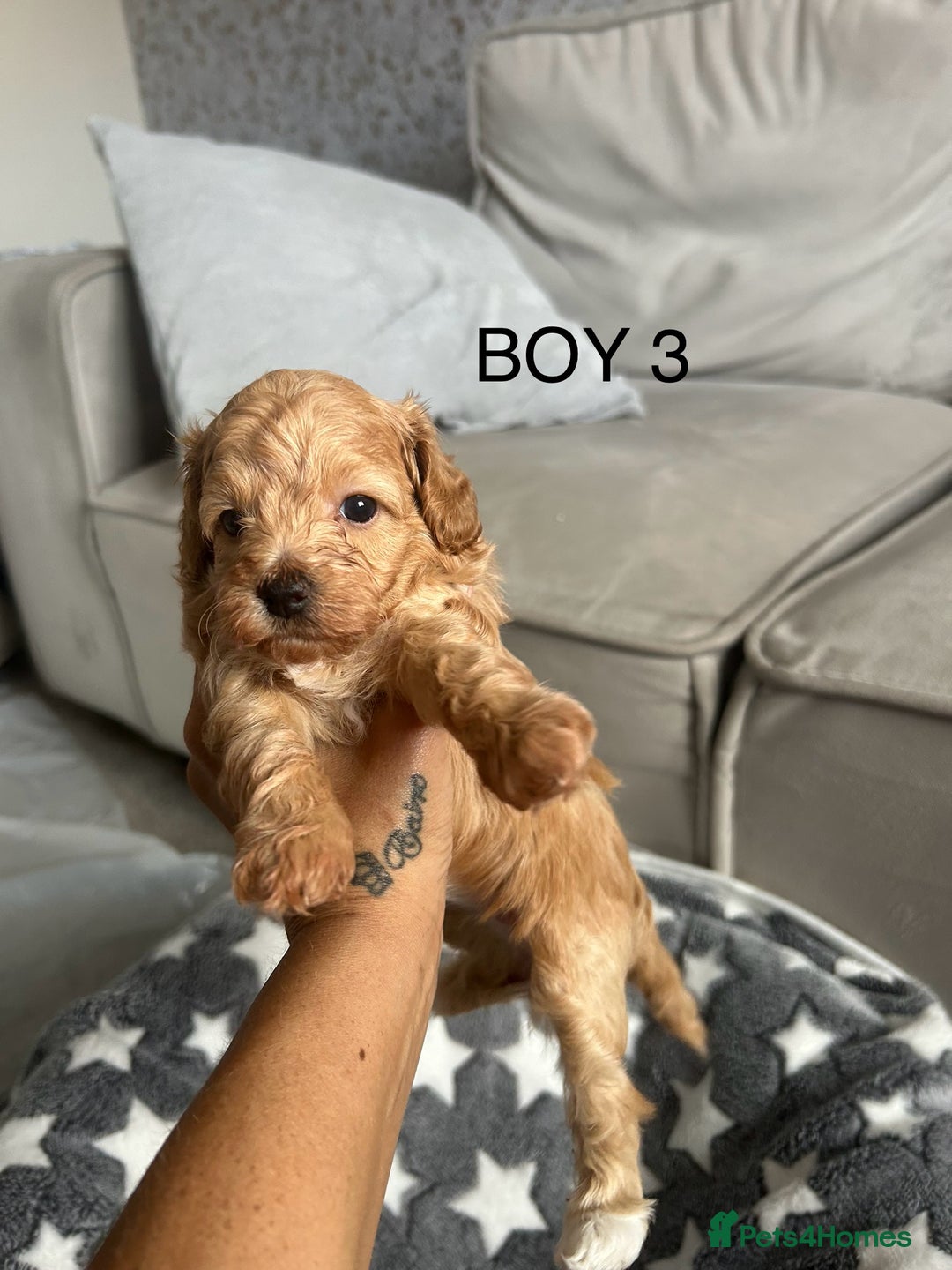 Cockapoo dogs for sale: Beautiful litter of tiny chunky Cockapoo puppies  - Image 15