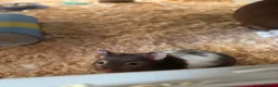 Hamster rodents for sale: Syrian hamster  - Advert 4