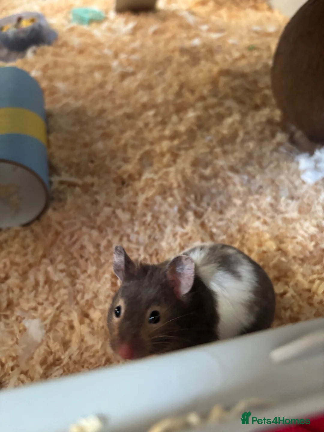 Hamster rodents for sale: Syrian hamster  - Advert 4