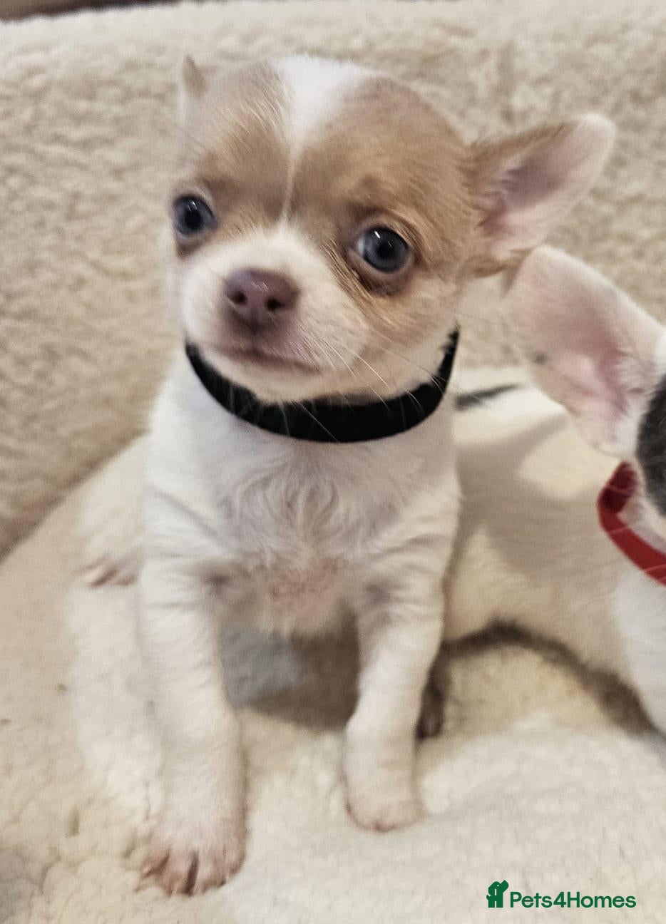 Chihuahua dogs Last adorable boy chihuahua puppy - Advert 6