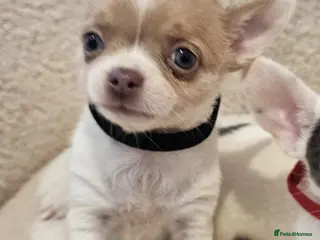 Chihuahua dogs Last adorable boy chihuahua puppy - Advert 6