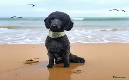 Standard Poodle dogs for stud: STUD DUTIES STANDARD POODLE  - Image 2
