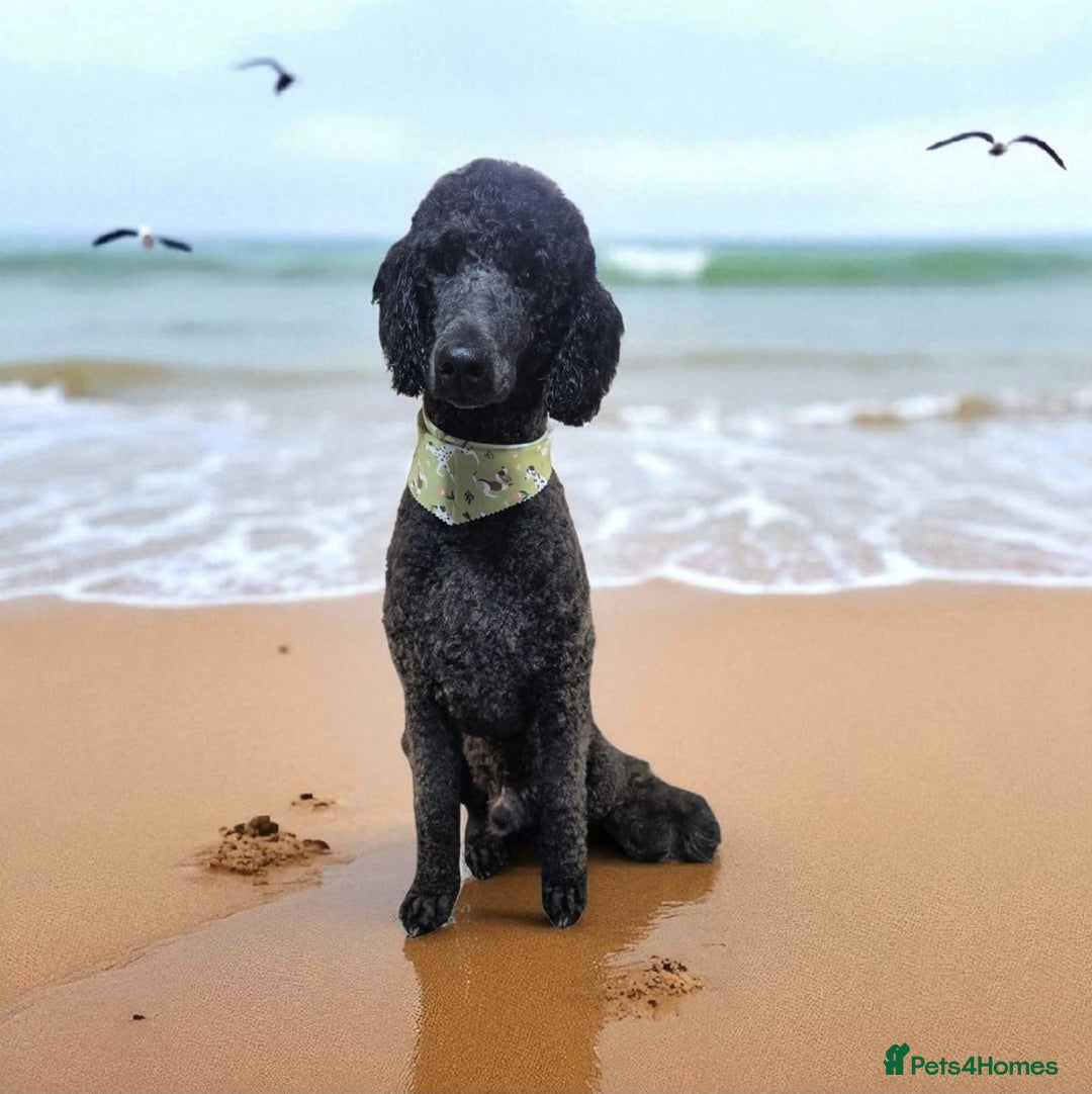 Standard Poodle dogs for stud: STUD DUTIES STANDARD POODLE  - Image 2