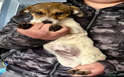 Jack Russell dogs for sale: Kennel Club Registered Jack Russell Terrier Pups - Image 13