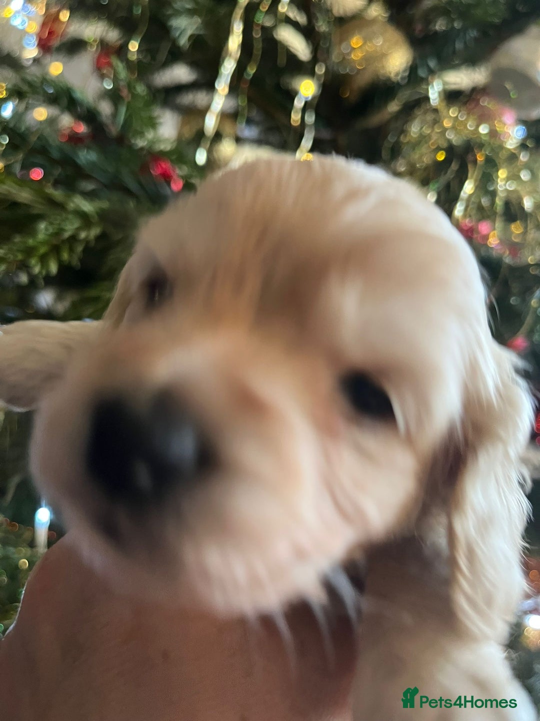 Cockapoo dogs for sale: Beautiful cockapoo puppies - Advert 23