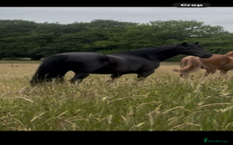 Welsh Section D horses for sale: Section D beautiful Black Mare Magic - Image 34