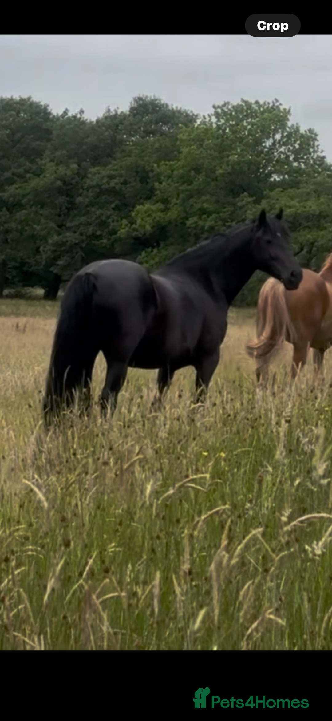 Welsh Section D horses for sale: Section D beautiful Black Mare Magic - Image 34