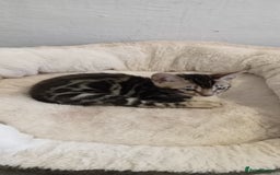 Bengal cats for sale: Pedigree Bengal Kittens - Image 21