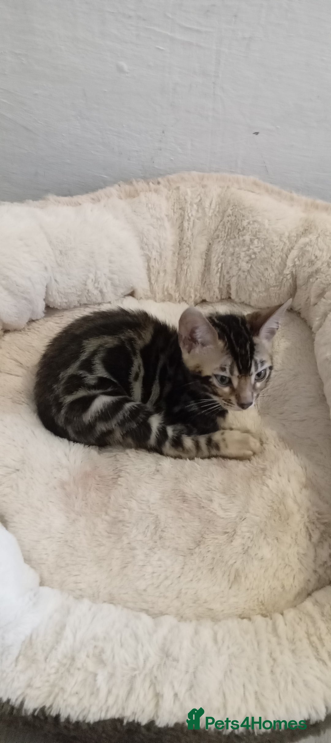 Bengal cats for sale: Pedigree Bengal Kittens - Image 21