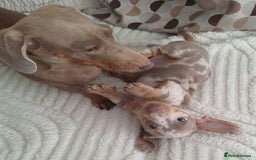 Miniature Dachshund dogs for sale: Adorable KC registered mini dachsund pups - Image 7