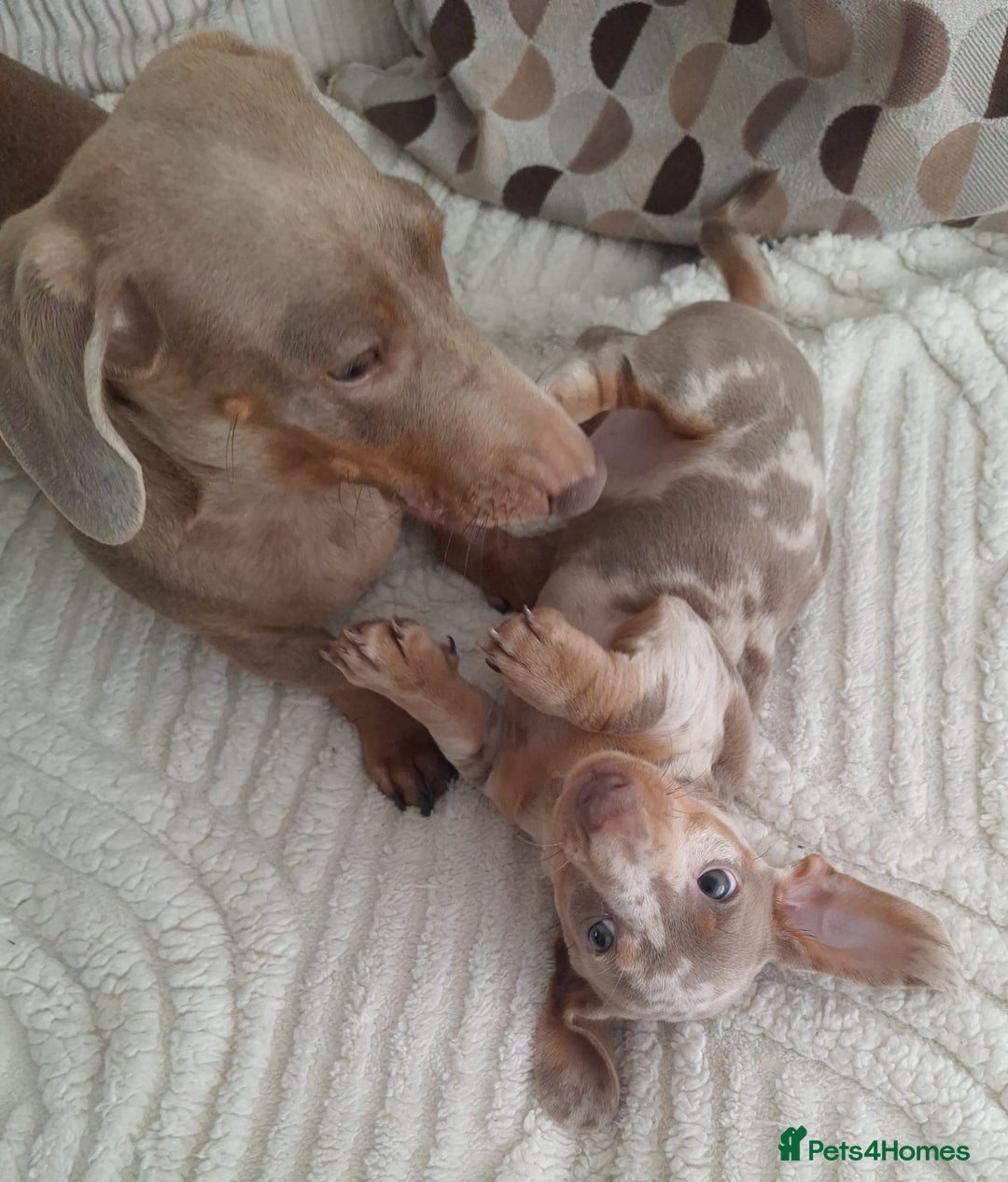 Miniature Dachshund dogs for sale: Adorable KC registered mini dachsund pups - Image 7
