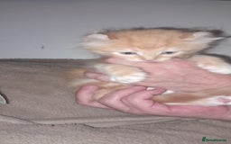 Sphynx cats for sale: Sphynx varient x ragdoll elf ears - Image 8