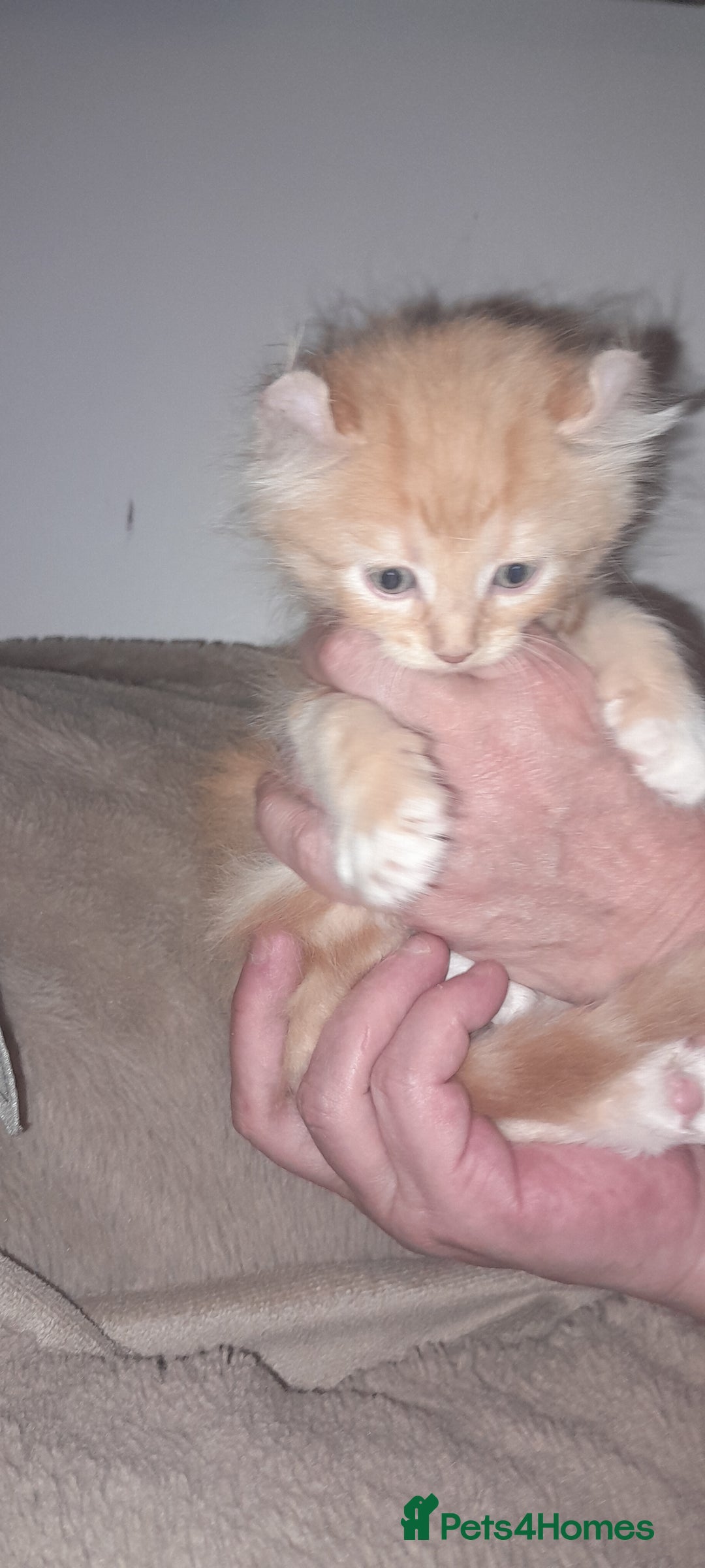 Sphynx cats for sale: Sphynx varient x ragdoll elf ears - Image 8