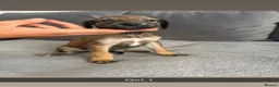 Saluki dogs for sale: Saluki - Advert 10