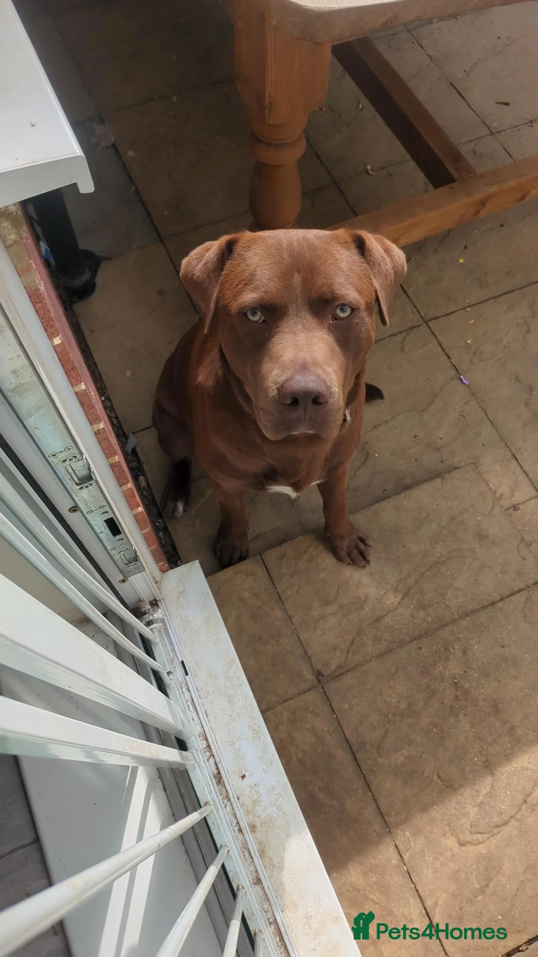 Mixed Breed dogs for sale: Loveable boy in Bracknell - Advert 1