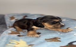Cocker Spaniel dogs for sale: Beautiful show type cocker spaniel puppies  - Image 19