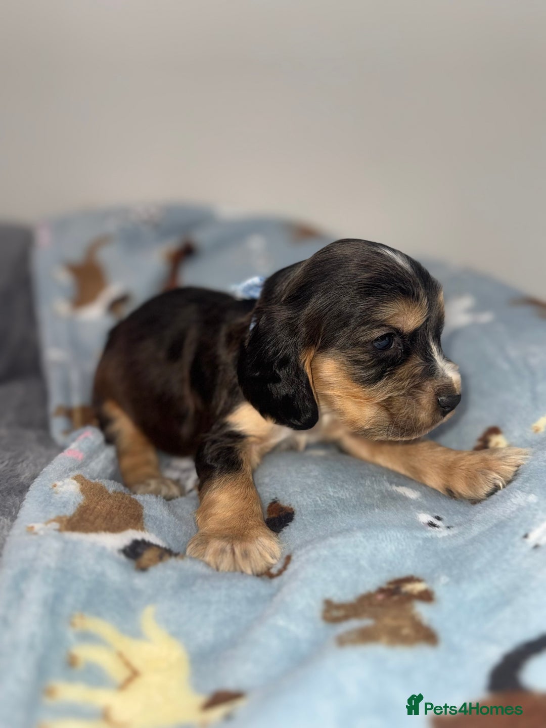Cocker Spaniel dogs for sale: Beautiful show type cocker spaniel puppies  - Image 19