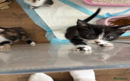Mixed Breed cats for sale: Beautiful kittens  - Image 5