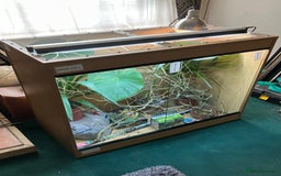 Chameleon reptiles for sale: Yemen Chameleon + Vivarium Setup Kit - Image 4