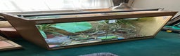 Chameleon reptiles for sale: Yemen Chameleon + Vivarium Setup Kit - Advert 4