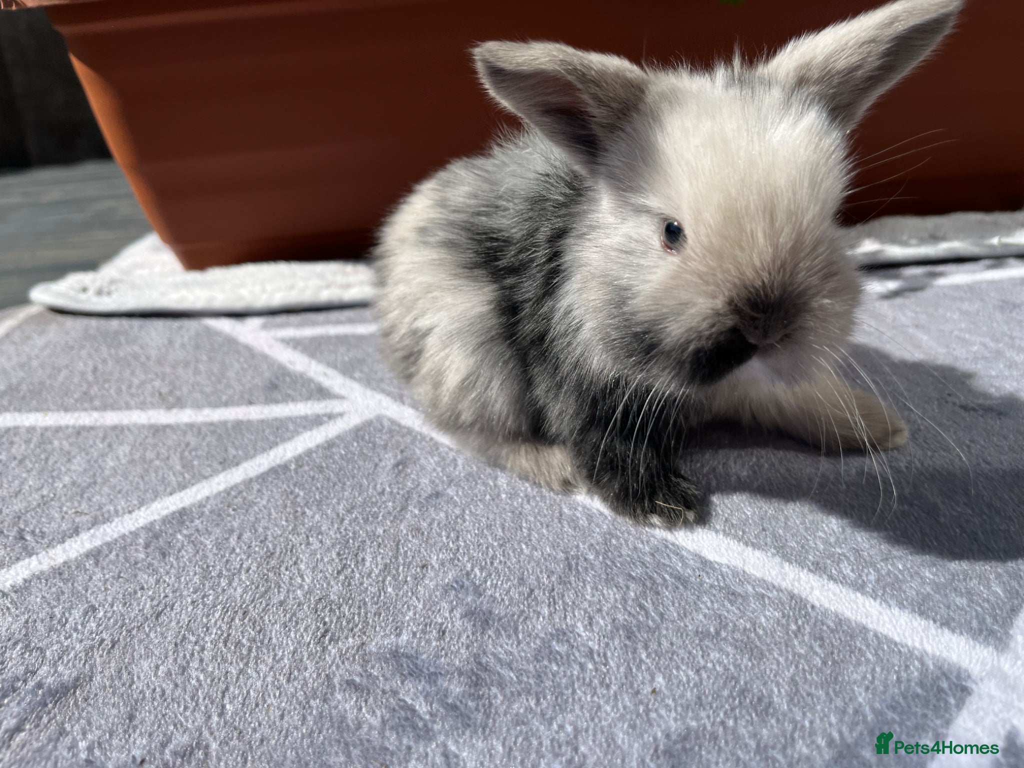 Mini Lop rabbits Pure bred Mini lops - Advert 4