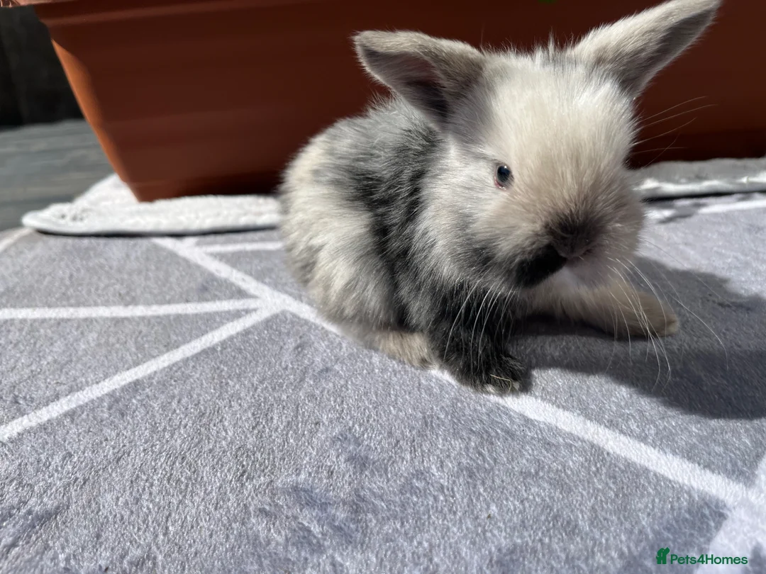Mini Lop rabbits for sale: Pure bred Mini lops - Advert 1