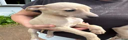 Whippet dogs for sale: Whippet puppies (2 girls remaining) - Advert 3