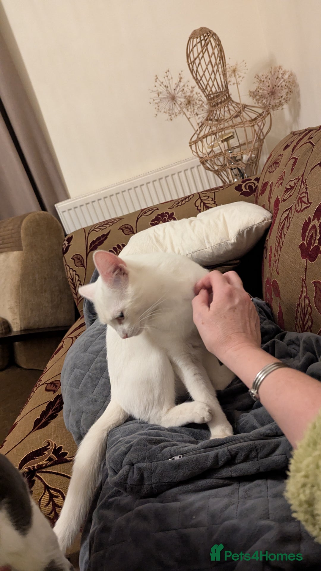 Lykoi cats for sale: Stunning Lykoi White, Black & White Furry Boys - Image 10