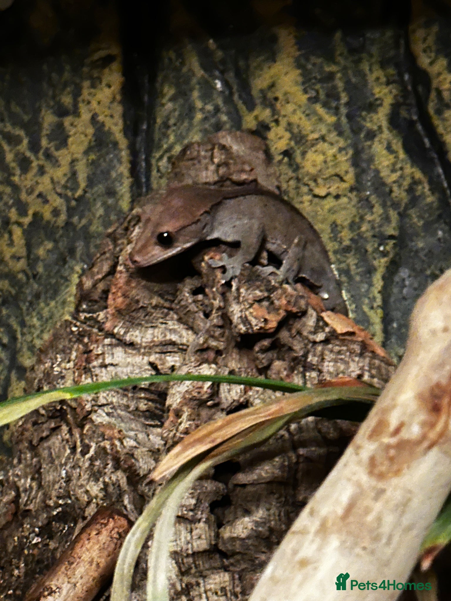 Gecko reptiles x2 crested geckos, x1 gargoyle geckos with setup - Advert 1