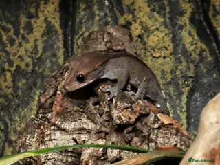 Gecko reptiles x2 crested geckos, x1 gargoyle geckos with setup - Advert 5