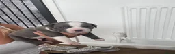 Staffordshire Bull Terrier dogs for sale: Blue Staffordshire bull terrier - Advert 6