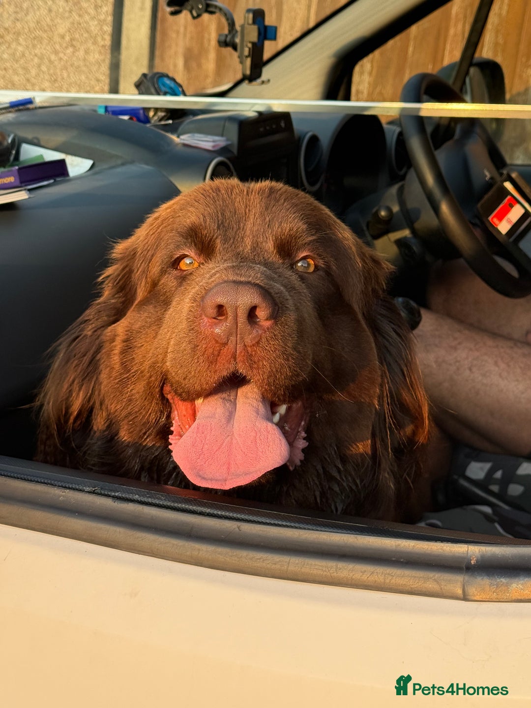 Newfoundland dogs for sale: Kc Registered & health tested Newfoundland Puppies - Image 4