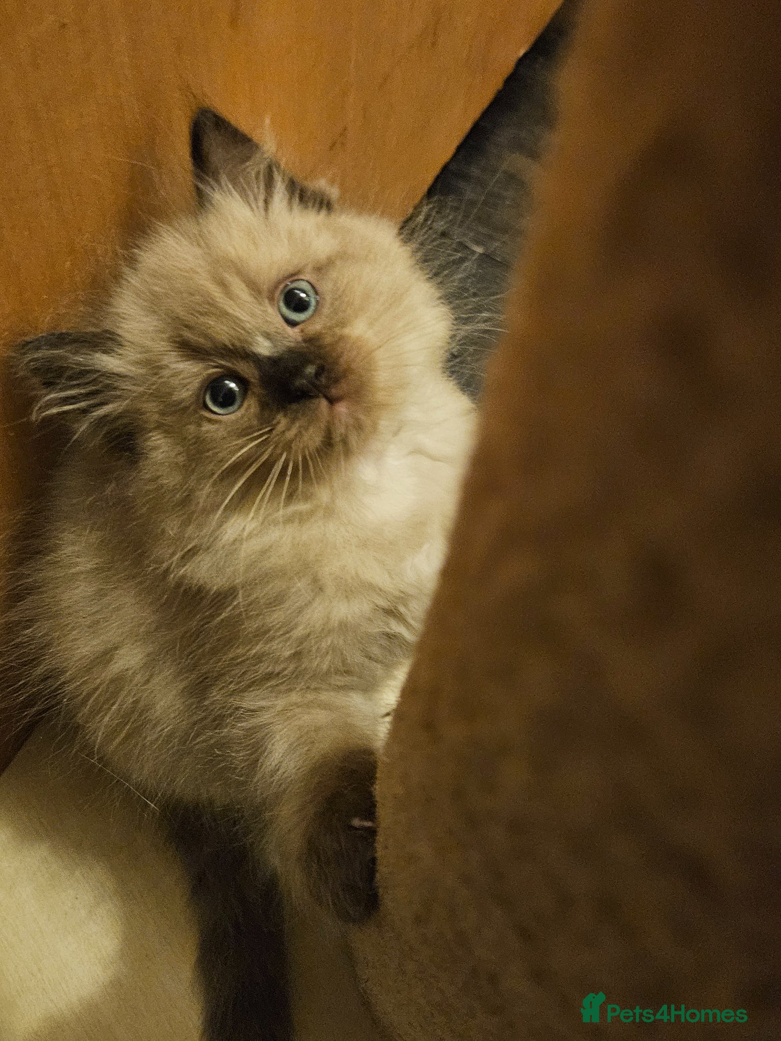 Ragdoll cats Blue Sepia, Seal Sepia and Seal Point Ragdolls - Advert 1