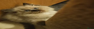 Ragdoll Kitten 2