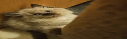 Ragdoll cats for sale: Blue Sepia, Seal Sepia and Seal Point Ragdolls - Advert 10