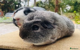 Guinea Pig rodents for sale: Bonded pair female guinea pigs - Image 3