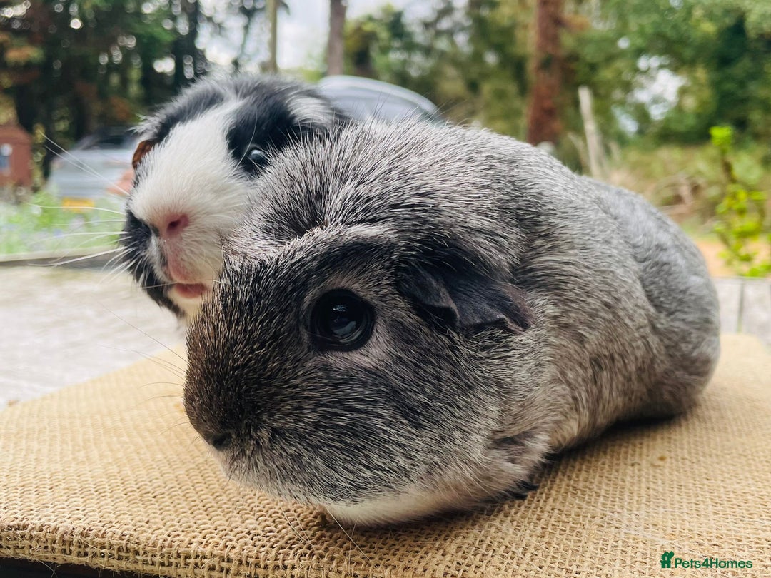 Guinea Pig rodents for sale: Bonded pair female guinea pigs - Image 3